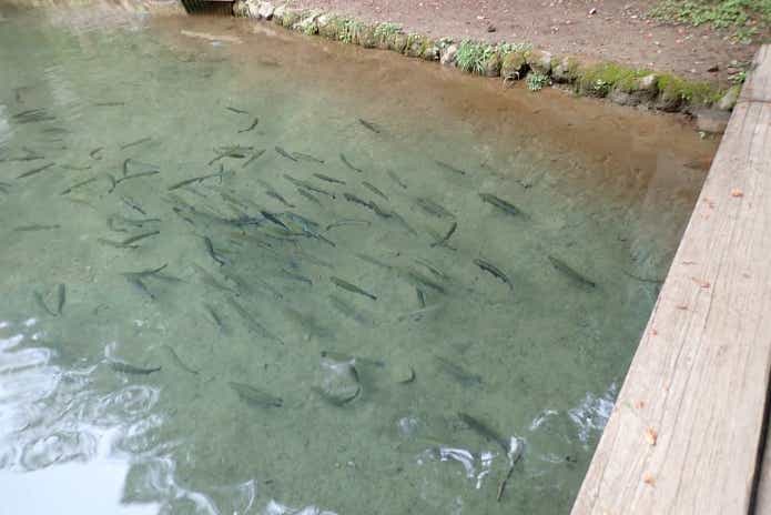 ニジマスの管理釣り場