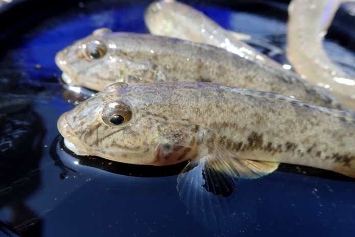 ハゼ釣り