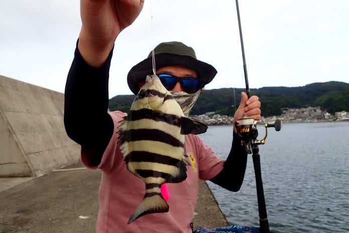 ボウズ逃れ胴突仕掛けで釣ったサンバソウ