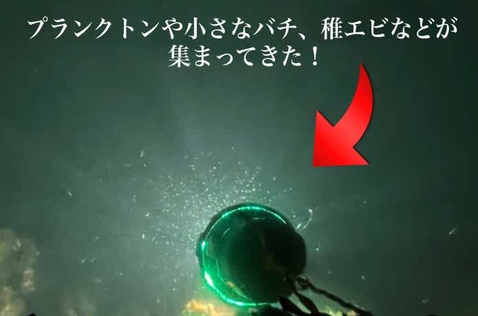 集魚灯に寄ってきたプランクトン