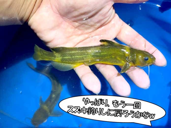 有明海産 アリアケスズキの稚魚 15~20㎝程 1匹 シーバス 鱸 マルスズキ タイリクスズキ ヒラスズキ(海水魚)｜売買されたオークション情報、yahooの商品情報をアーカイブ公開  - オークファン 海水魚