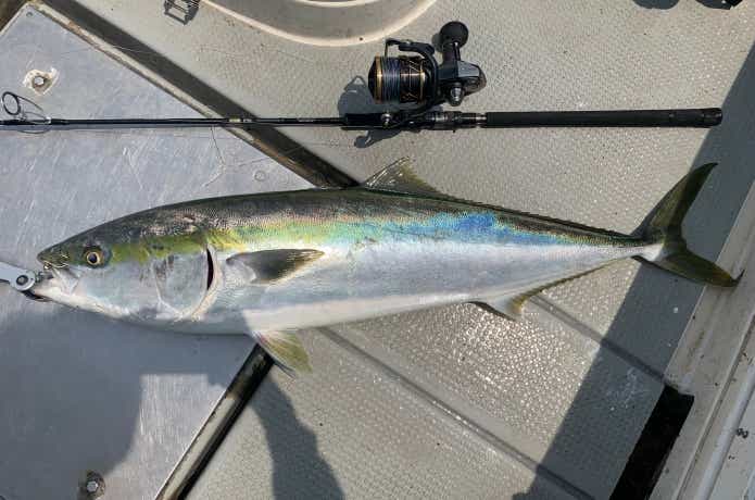 カルディアSW8000で釣ったブリ