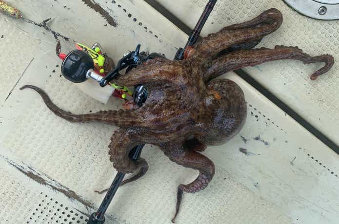 タコとベイトリール