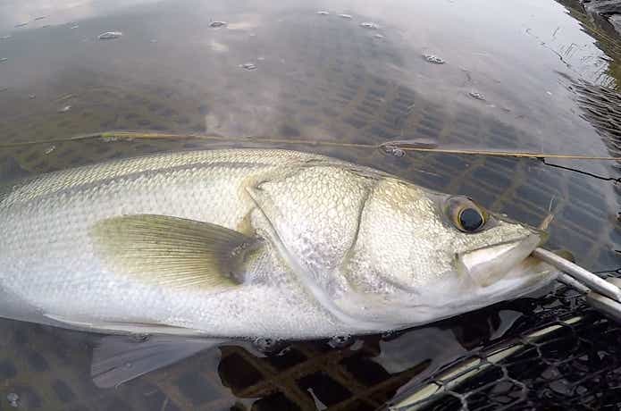 鬼丸で釣ったシーバス