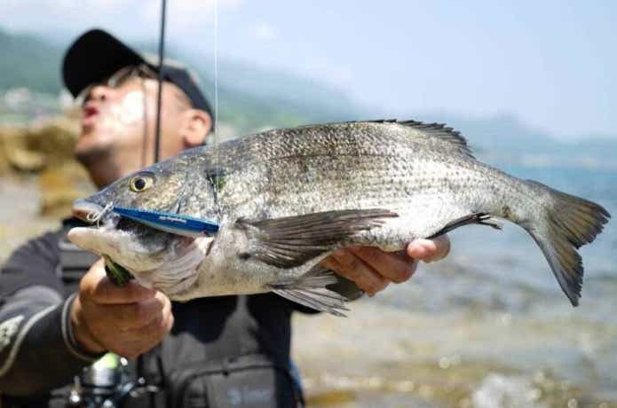 トップで釣れたチヌ