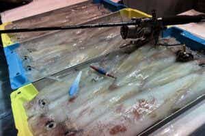 オモリグの釣果