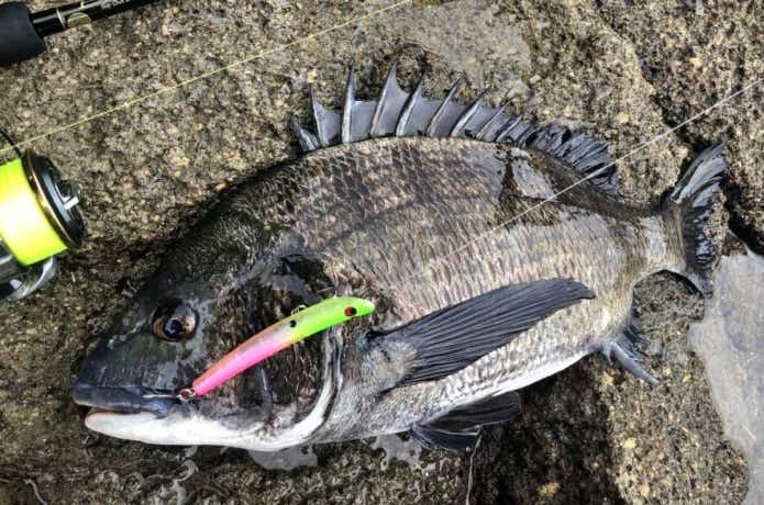スウィングウォブラーで釣れたチヌ