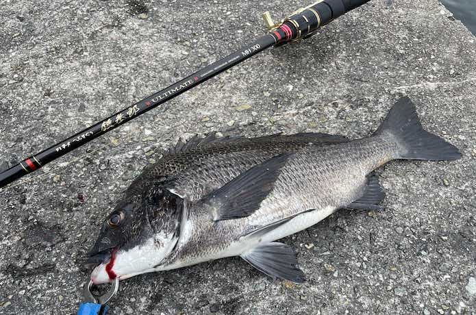 銀参郎アルティメイトMH300で釣ったチヌ