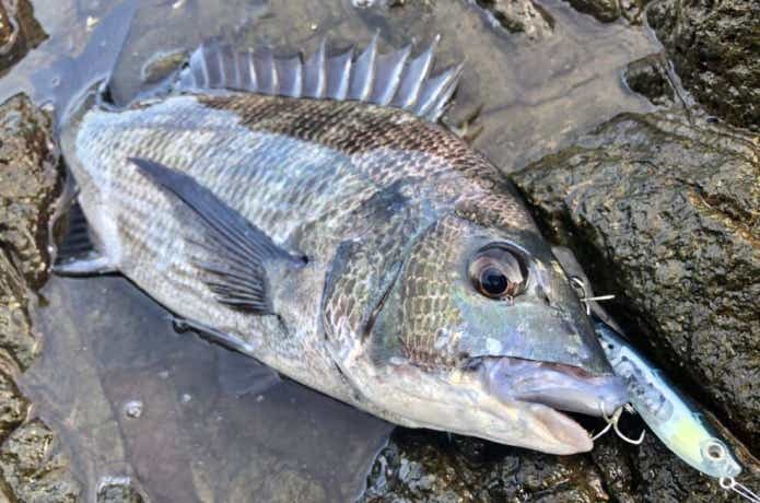 ペンシルで釣れたチヌ