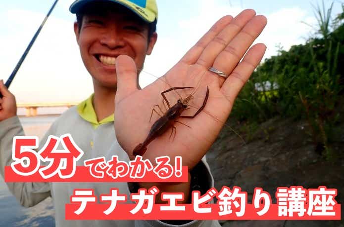 テナガエビ釣り基礎講座！怪魚ハンターが教える釣りやすいエサと時期・場所の見極め方