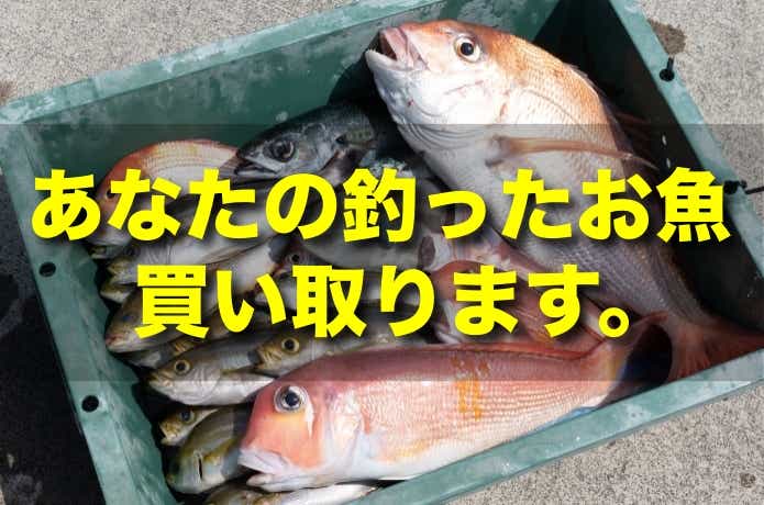 調査】釣り人が地域の課題を解決する…！？釣った魚を買い取ってくれる町があった | 【TSURI HACK】日本最大級の釣りマガジン - 釣りハック