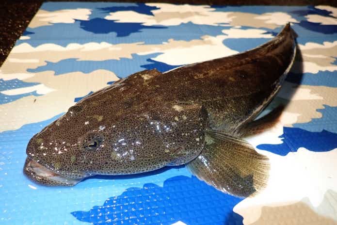 マゴチの泳がせ釣り