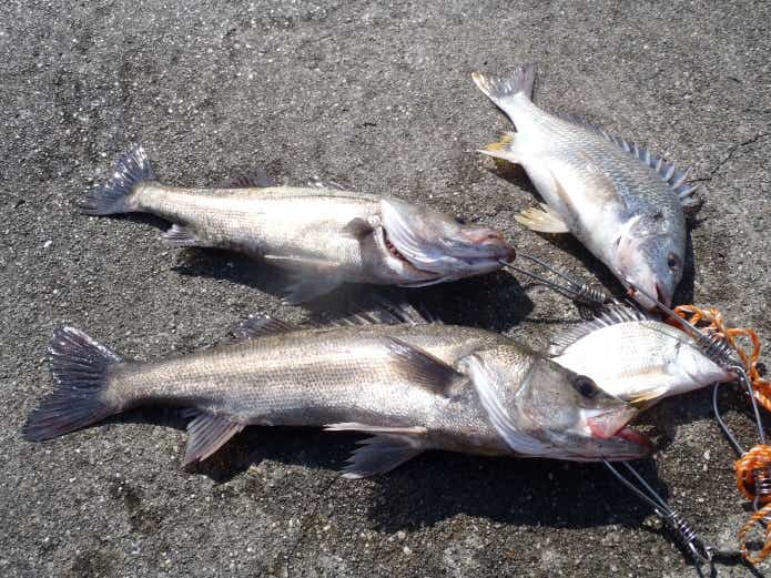 キビレエサ釣り投げ釣り