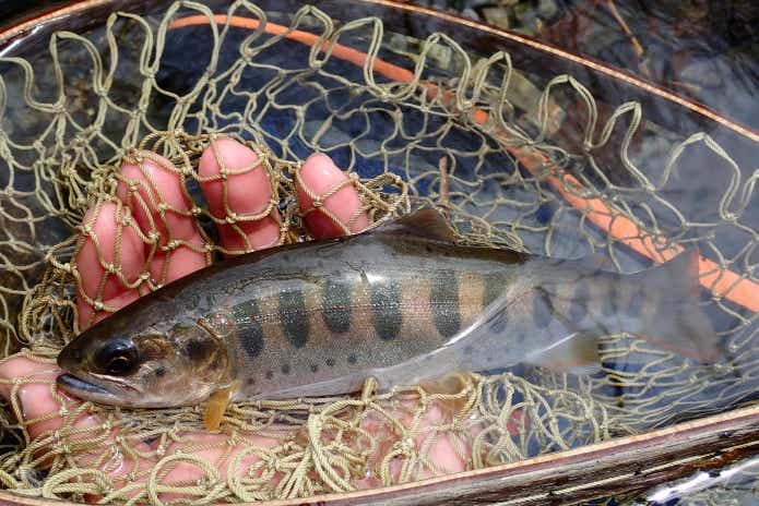 7月に釣れる魚アマゴ