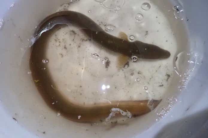 ウナギ釣り