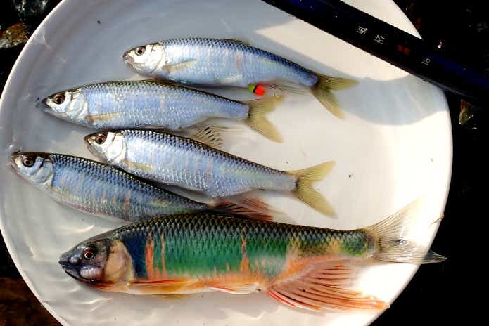 7月は身近な川魚も最盛期