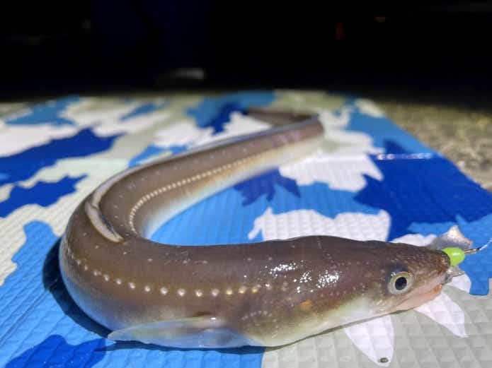 7月の釣りものアナゴ