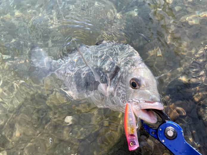 ルアーで釣ったキビレ
