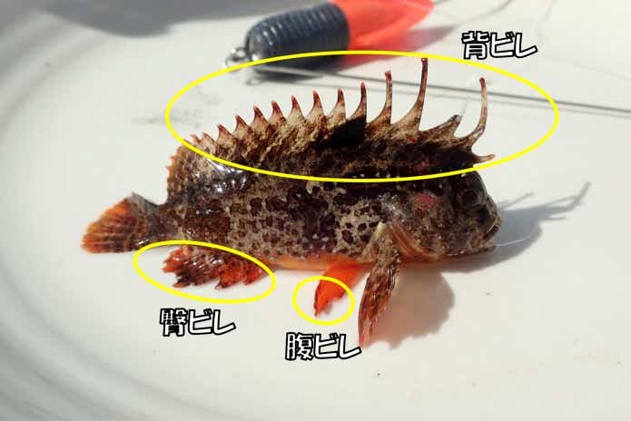 ハオコゼの毒針の位置