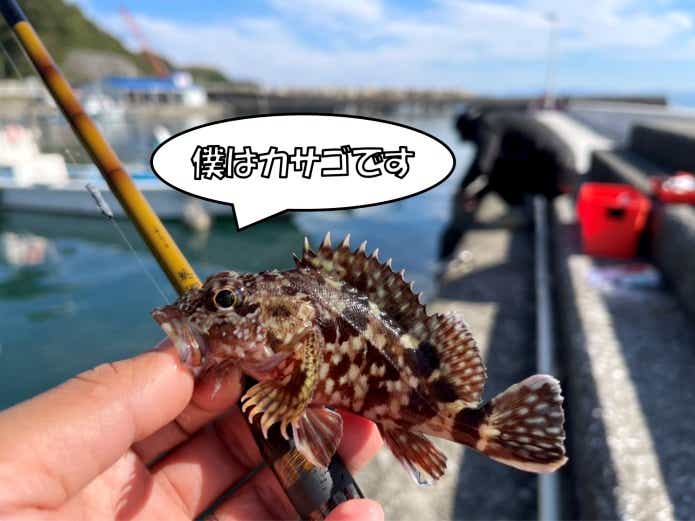 カサゴ