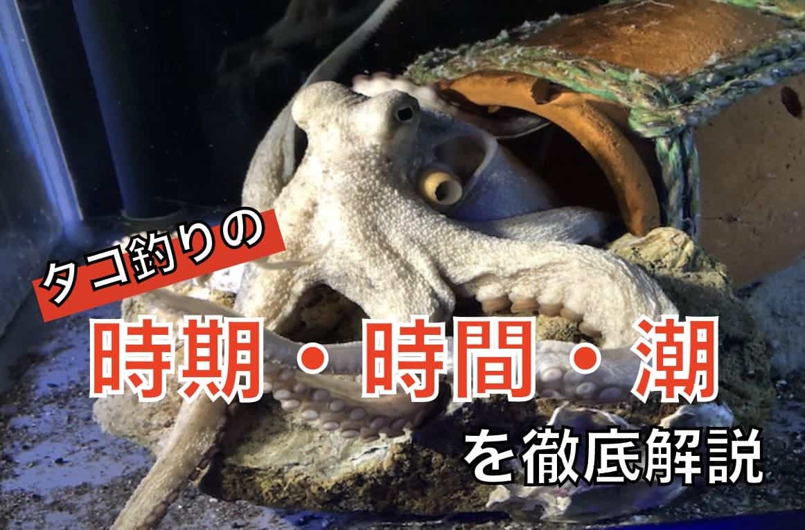 タコがよく釣れる時期・時間帯・潮周りとは！？地域別のハイシーズンも紹介します