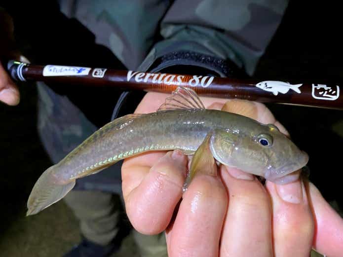 夜ハゼ釣り