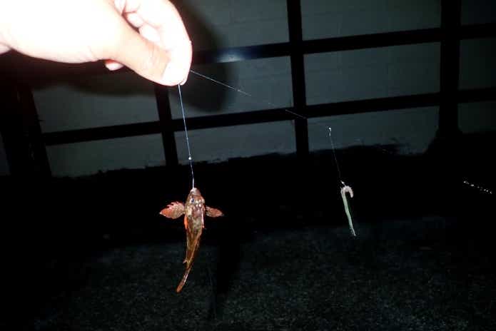 釣れたハオコゼ