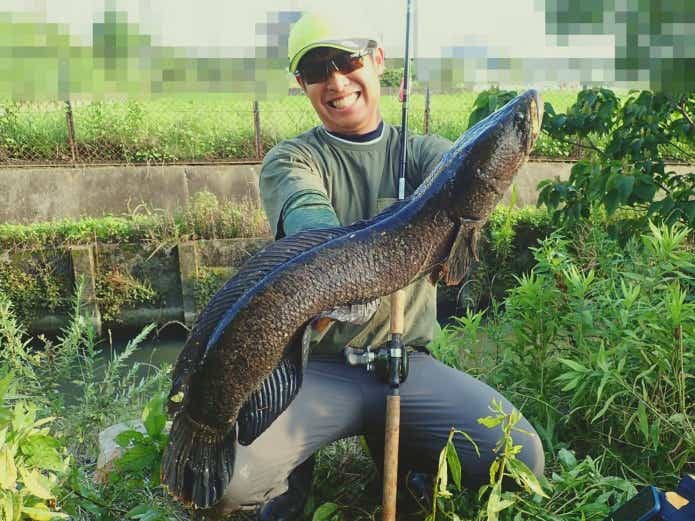 真夏の雷魚釣り