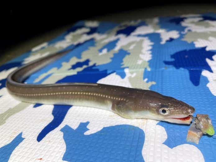 夜釣りの定番アナゴ釣り