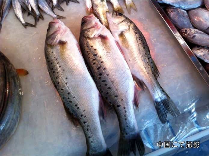 中国のタイリクスズキ