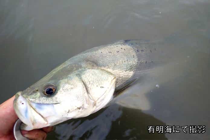 アリアケスズキ