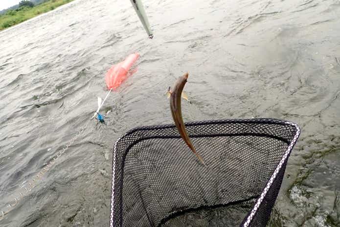 アユイングで釣ったアユ