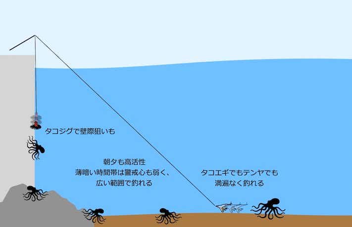 朝夕のタコ釣り