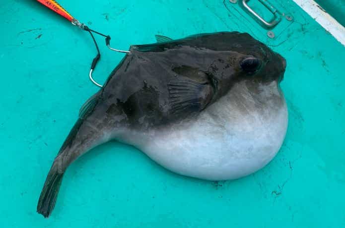 伊豆大島で釣ったヨリトフグ