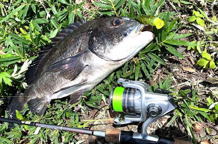 カーディナル3SXで釣ったチヌ