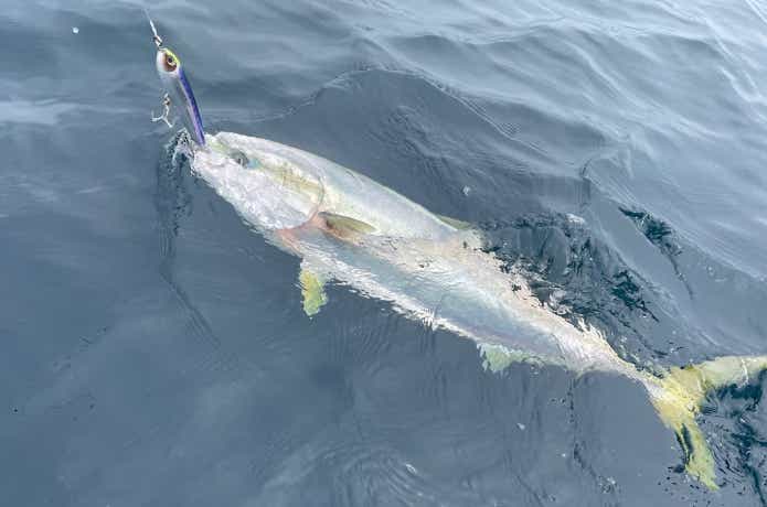 バレットダイブで釣ったブリ