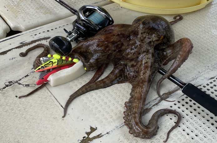 タコマスターフラッシュブーストで釣った真蛸