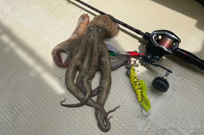 オクトライズフネタコ極先調子170