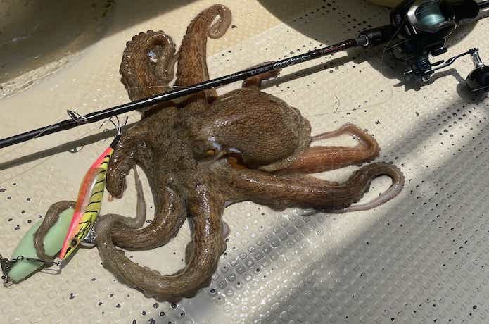 タコマスターフラッシュブーストで釣れたタコ