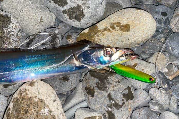 シリテンジグで釣ったタチウオ