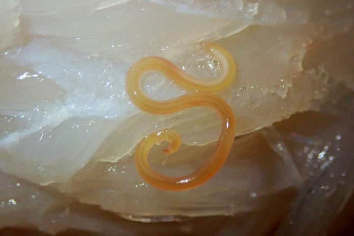 寄生虫アニサキスの画像