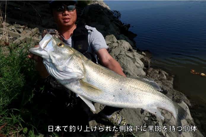 タイリクスズキ