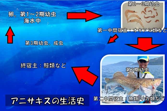 アニサキスの生活史