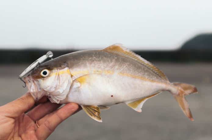 渓流ミノーと青物