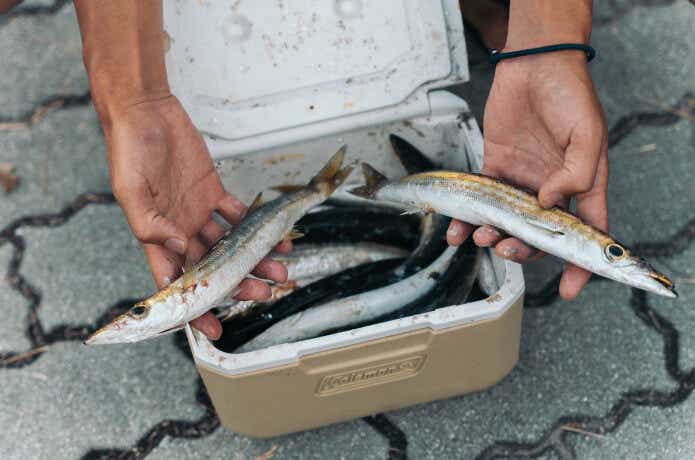 カマスが大漁