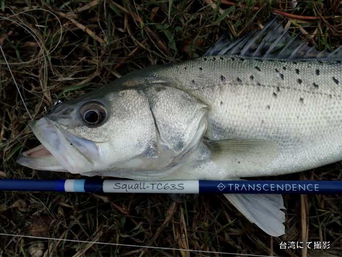 タイリクスズキ