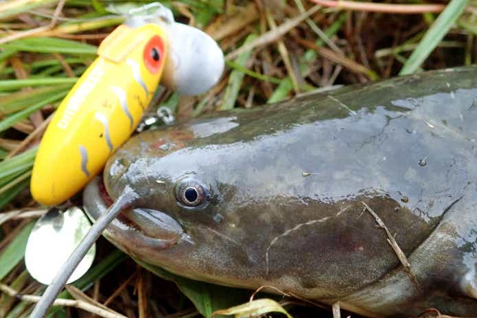 8月ナマズ釣り