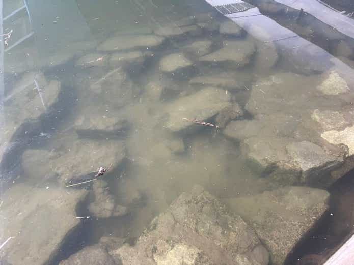 ウロハゼの生息環境
