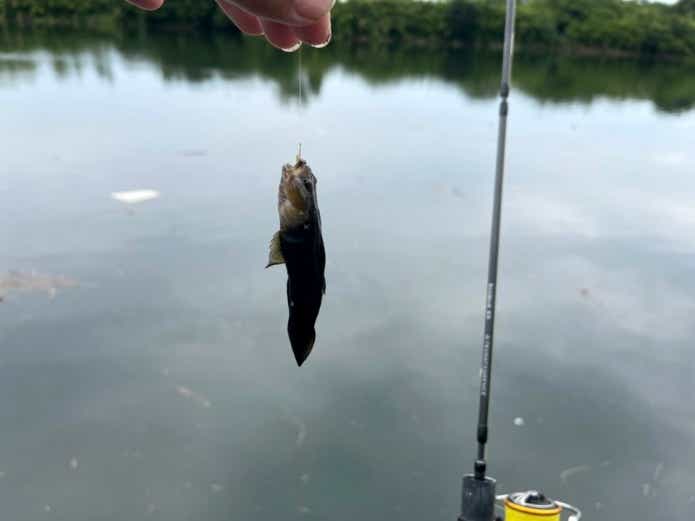 ヌマチチブ釣り