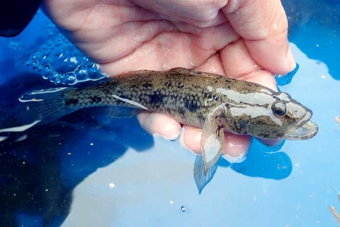 釣れたウロハゼ